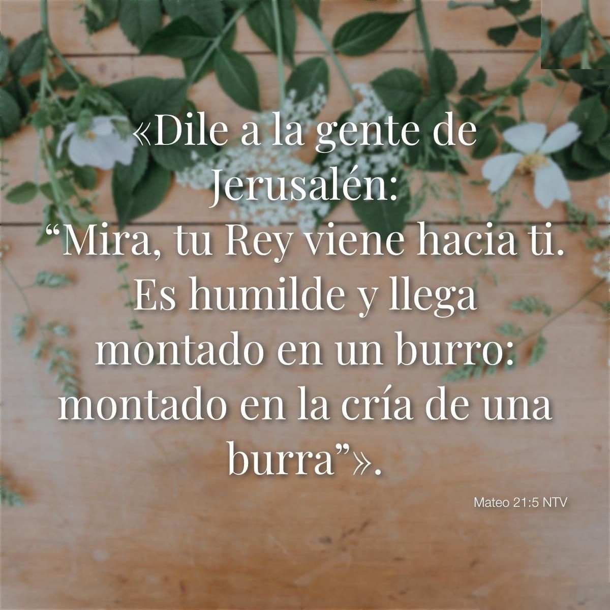 Mateo 21:5 NTV