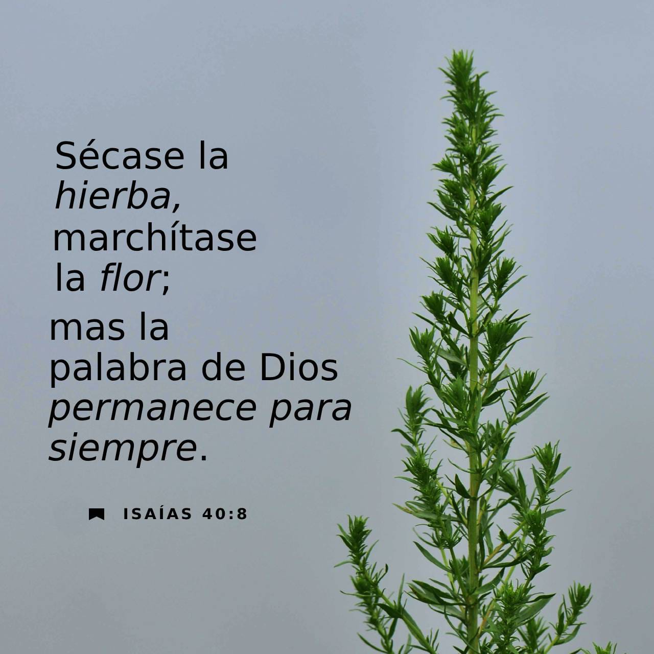 Isaías 40:8 RVR1960